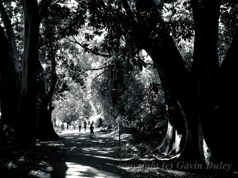 Adelaide Botanic Gardens IMG_1806.JPG